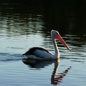 Pelecanus conspicillatus at Skennars Head, NSW - 1 Jun 2021