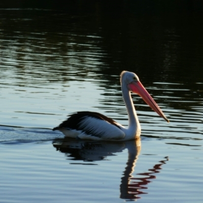 Pelecanus conspicillatus (Australian Pelican) at Skennars Head, NSW - 1 Jun 2021 by MB