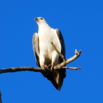 Haliaeetus leucogaster (White-bellied Sea-Eagle) at Skennars Head, NSW - 1 Jun 2021 by MB