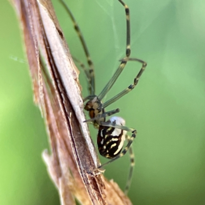 Leucauge dromedaria (Silver dromedary spider) at Burleigh Heads, QLD - 14 Jun 2024 by Hejor1