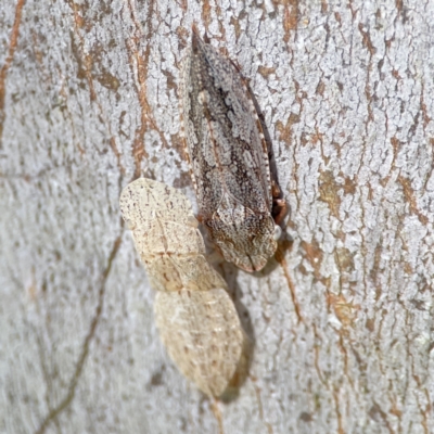 Stenocotini sp. (tribe) (A leafhopper) at Burleigh Heads, QLD - 14 Jun 2024 by Hejor1