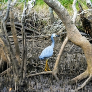 Egretta novaehollandiae at Tyagarah, NSW - 2 Jun 2021 02:40 PM