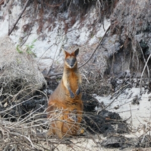 Wallabia bicolor at Wallum - 2 Jun 2021