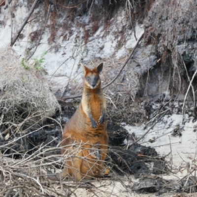 Wallabia bicolor (Swamp Wallaby) at Wallum - 2 Jun 2021 by MB