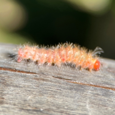 Barasa cymatistis (Nolinae) at Burleigh Heads, QLD - 14 Jun 2024 by Hejor1