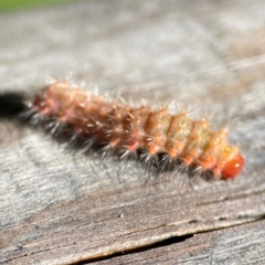 Barasa cymatistis at Burleigh Heads, QLD - 14 Jun 2024