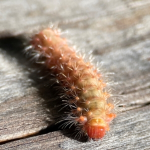 Barasa cymatistis at Burleigh Heads, QLD - 14 Jun 2024