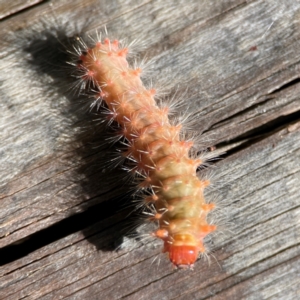 Barasa cymatistis at Burleigh Heads, QLD - 14 Jun 2024