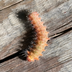 Barasa cymatistis at Burleigh Heads, QLD - 14 Jun 2024