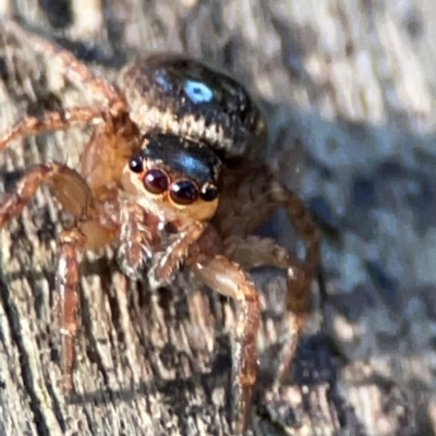 Salticidae (family) at suppressed - 14 Jun 2024 by Hejor1