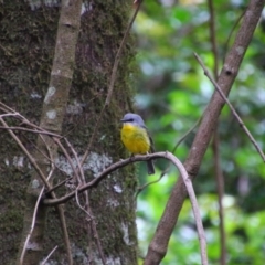 Eopsaltria australis (Eastern Yellow Robin) at Border Ranges, NSW - 3 Jun 2021 by MB