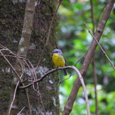 Eopsaltria australis (Eastern Yellow Robin) at Border Ranges National Park - 3 Jun 2021 by MB