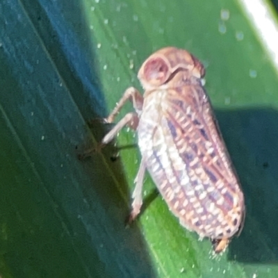 Issidae (family) (Issid Planthoppers) at Burleigh Heads, QLD - 14 Jun 2024 by Hejor1