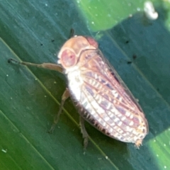 Issidae (family) at Burleigh Heads, QLD - 14 Jun 2024 12:15 PM