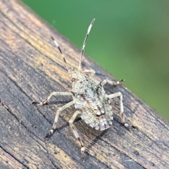 Unidentified Shield, Stink or Jewel Bug (Pentatomoidea) at Burleigh Heads, QLD - 14 Jun 2024 by Hejor1