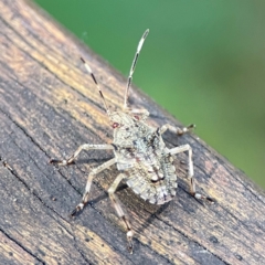 Pentatomidae (family) at Burleigh Heads, QLD - 14 Jun 2024 by Hejor1