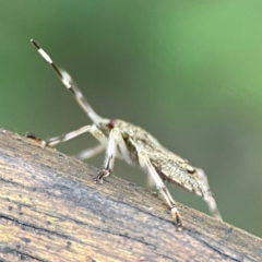 Alcaeus varicornis at Burleigh Heads, QLD - 14 Jun 2024 12:14 PM