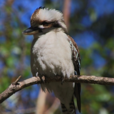 Dacelo novaeguineae (Laughing Kookaburra) at Carrolls Creek, NSW - 7 Jun 2021 by MB