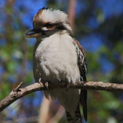 Dacelo novaeguineae (Laughing Kookaburra) at Bald Rock National Park - 7 Jun 2021 by MB