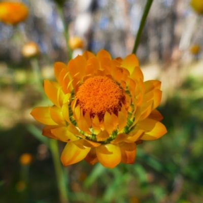 Xerochrysum bracteatum (Golden Everlasting) at Bald Rock National Park - 6 Jun 2021 by MB