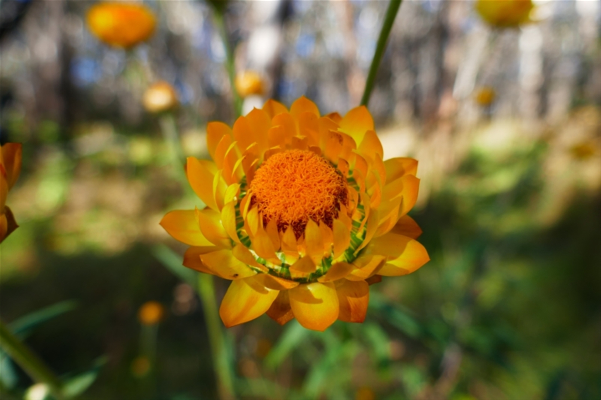 Xerochrysum bracteatum at Undefined Area - 7 Jun 2021 09:06 AM