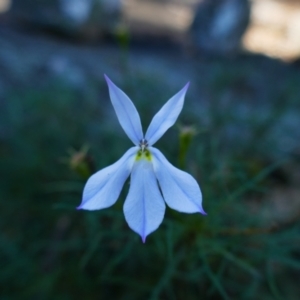 Isotoma anethifolia at Bald Rock National Park - 7 Jun 2021