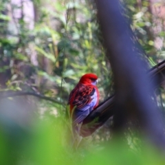 Platycercus elegans (Crimson Rosella) at Carrolls Creek, NSW - 7 Jun 2021 by MB