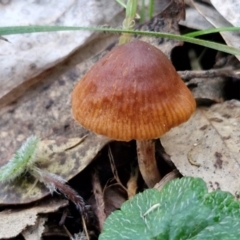 Unidentified Cap on a stem; gills below cap [mushrooms or mushroom-like] at West Goulburn Bushland Reserve - 14 Jun 2024 by trevorpreston