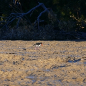 Haematopus longirostris at Moonee Beach, NSW - suppressed