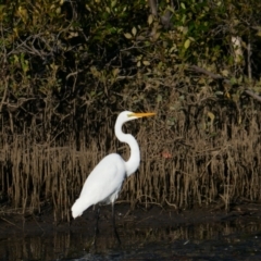 Ardea alba (Great Egret) at Moonee Beach, NSW - 9 Jun 2021 by MB