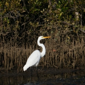 Ardea alba at Moonee Beach, NSW - 9 Jun 2021