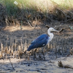 Ardea pacifica (White-necked Heron) at Moonee Beach, NSW - 9 Jun 2021 by MB
