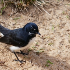 Rhipidura leucophrys (Willie Wagtail) at Red Rock, NSW - 10 Jun 2021 by MB