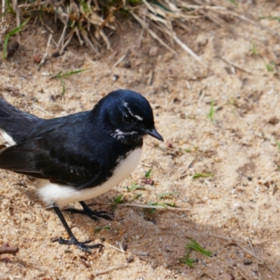 Rhipidura leucophrys (Willie Wagtail) at Red Rock, NSW - 10 Jun 2021 by MB