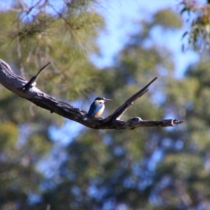 Todiramphus sanctus at Corindi Beach, NSW - 10 Jun 2021