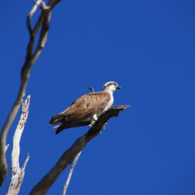 Pandion haliaetus (Osprey) at Barcoongere, NSW - 9 Jun 2021 by MB