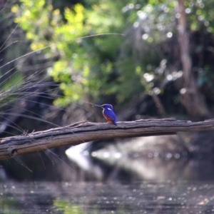 Ceyx azureus at Bundjalung National Park - 11 Jun 2021 12:43 PM