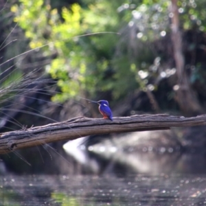 Ceyx azureus at Bundjalung National Park - 11 Jun 2021