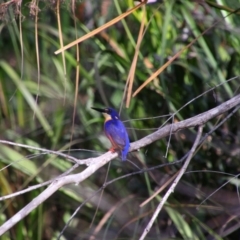 Ceyx azureus at Bundjalung National Park - 11 Jun 2021