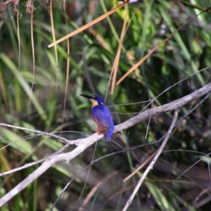 Ceyx azureus at Bundjalung National Park - 11 Jun 2021 12:43 PM