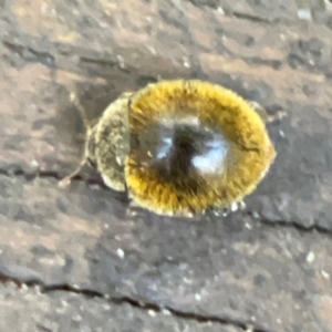 Coccinellidae (family) at Burleigh Heads, QLD - 14 Jun 2024 12:10 PM