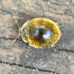 Coccinellidae (family) at Burleigh Heads, QLD - 14 Jun 2024