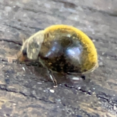 Coccinellidae (family) at Burleigh Heads, QLD - 14 Jun 2024