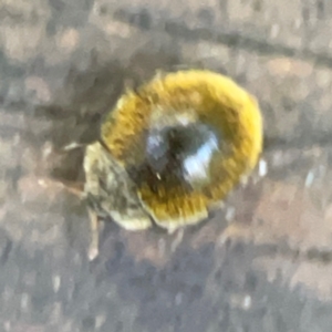 Coccinellidae (family) at Burleigh Heads, QLD - 14 Jun 2024 12:10 PM