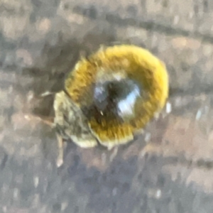 Coccinellidae (family) at Burleigh Heads, QLD - 14 Jun 2024