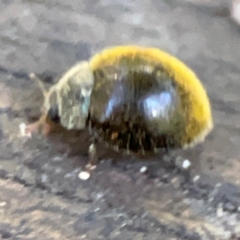 Coccinellidae (family) at Burleigh Heads, QLD - 14 Jun 2024