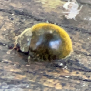 Coccinellidae (family) at Burleigh Heads, QLD - 14 Jun 2024