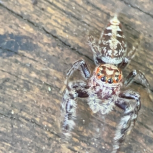 Opisthoncus sp. (genus) at Burleigh Heads, QLD - 14 Jun 2024 12:10 PM