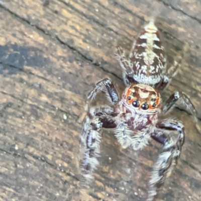 Opisthoncus sp. (genus) at Burleigh Heads, QLD - 14 Jun 2024 by Hejor1