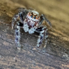 Opisthoncus sp. (genus) at Burleigh Heads, QLD - 14 Jun 2024 12:10 PM